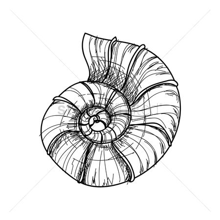 450x450 Free Nautilus Shell Stock Vectors Stockunlimited - Nautilus Shell Sketch