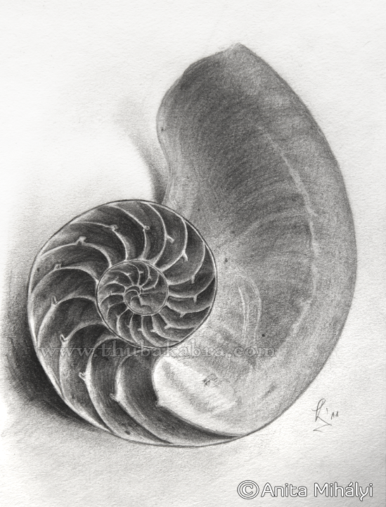 549x720 Nautilus Shell - Nautilus Shell Sketch