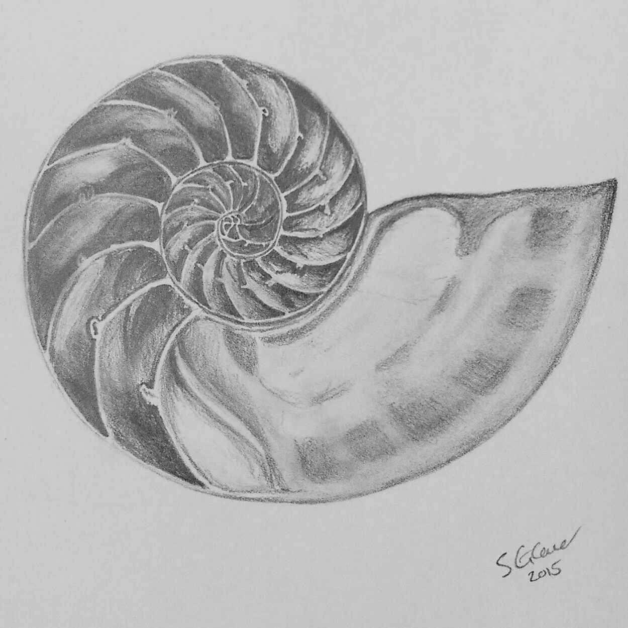 Nautilus Shell Sketch At Paintingvalley Com Explore Collection Of Nautilus Shell Sketch