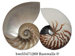 258x194 347 Nautilus Sketches Posters And Art Prints Barewalls - Nautilus Shell Sketch