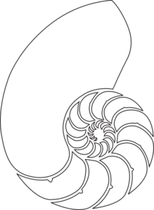 219x298 Nautilus Shell Outline Clip Art For Large Design On Wallceiling - Nautilus Shell Sketch
