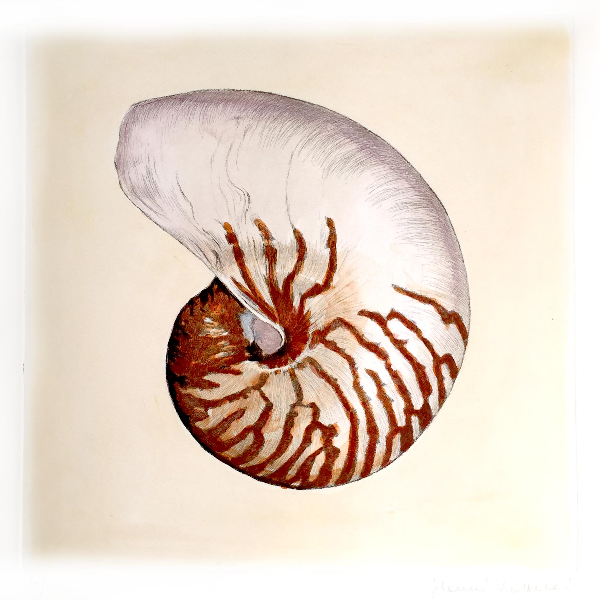 Nautilus Shell Sketch at PaintingValley.com | Explore collection of ...