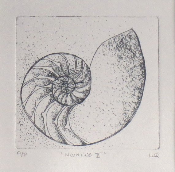 570x561 Original Etching Of A Chambered Nautilus Shell Cross Section Etsy - Nautilus Shell Sketch