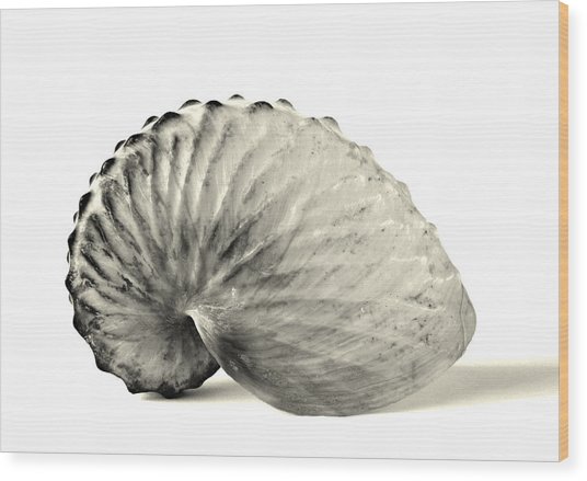 536x439 Paper Nautilus Shell Photograph By Meir Ezrachi - Nautilus Shell Sketch