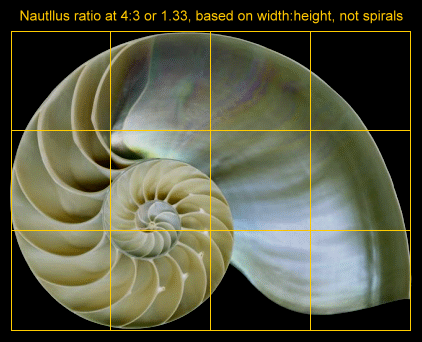 422x342 The Nautilus Shell Spiral As A Golden Spiral - Nautilus Shell Sketch
