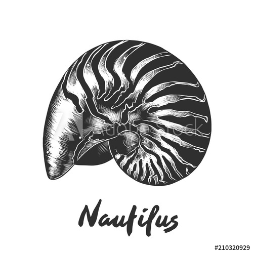 500x500 Vector Engraved Style Illustration For Posters, Decoration And - Nautilus Shell Sketch