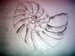 320x240 A Drawing Each Day Nautilus Shell - Nautilus Shell Sketch