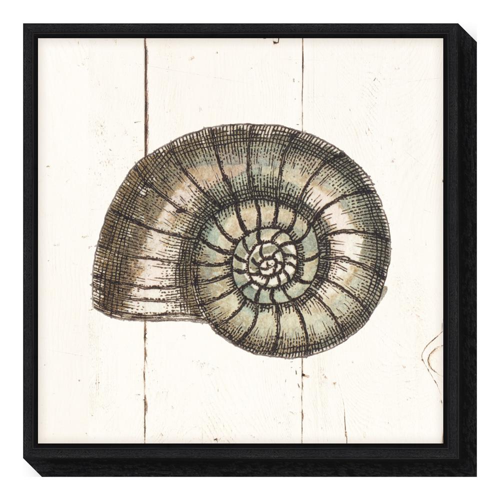 1000x1000 Amanti Art Shell Sketches I Shiplap By Wild Apple Portfolio - Nautilus Shell Sketch