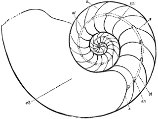 320x240 Chambered Nautilus Clipart Etc - Nautilus Shell Sketch