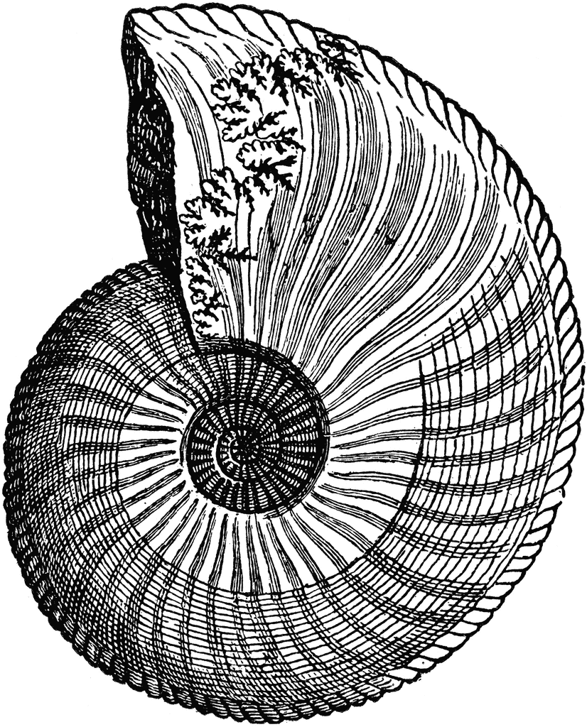 826x1024 Chambered Nautilus Shell Drawing Nautilus Shell Chambered - Nautilus Shell Sketch