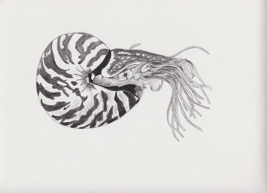 Nautilus Sketch at PaintingValley.com | Explore collection of Nautilus