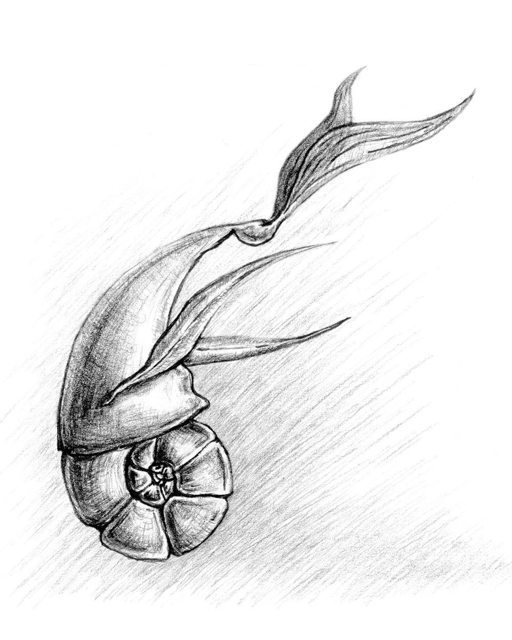 1000x1250 Nautilus Sketch By David Allen (Dallen88), From The Series - Nautilus Sketch