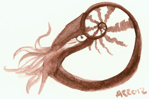 585x389 Nautilus Sketch Antemortem Arts Fine Art Amp Custom Paintings - Nautilus Sketch