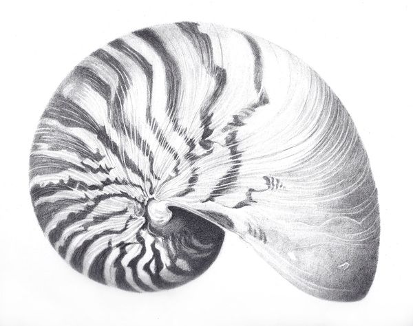 600x474 Nautilus Drawing Tattoos Nautilus, Tattoo And Artwork - Nautilus Sketch