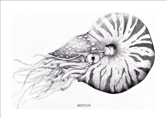 Nautilus Sketch at PaintingValley.com | Explore collection of Nautilus ...