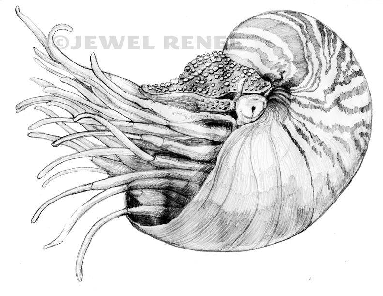791x611 Nautilus Sketch, Jewel Renee Animals Drawings - Nautilus Sketch