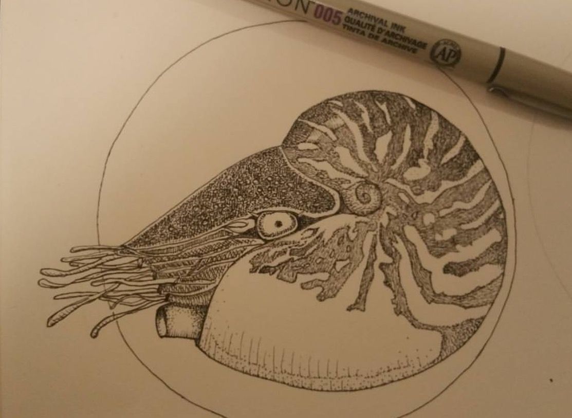 1113x813 Nautilus Sketch Tattoo Nautilus - Nautilus Sketch