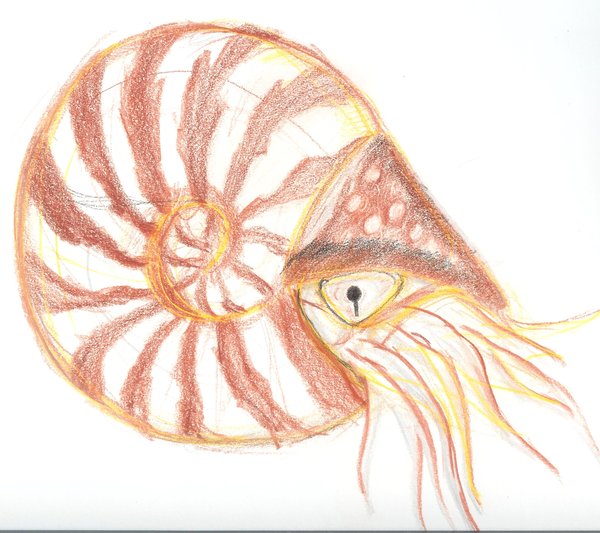 600x533 Nautilus Sketch By Iwantdraw - Nautilus Sketch