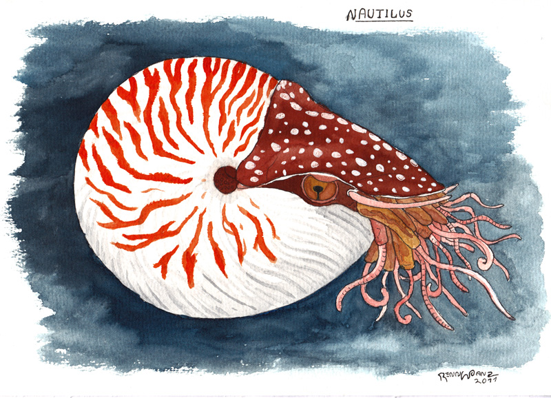 800x578 Nautilus Watercolor Sketch By Solanum80 - Nautilus Sketch
