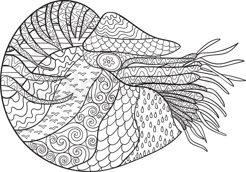 800x560 Nautilus With High Details. Adult Antistress Coloring Page. Black - Nautilus Sketch