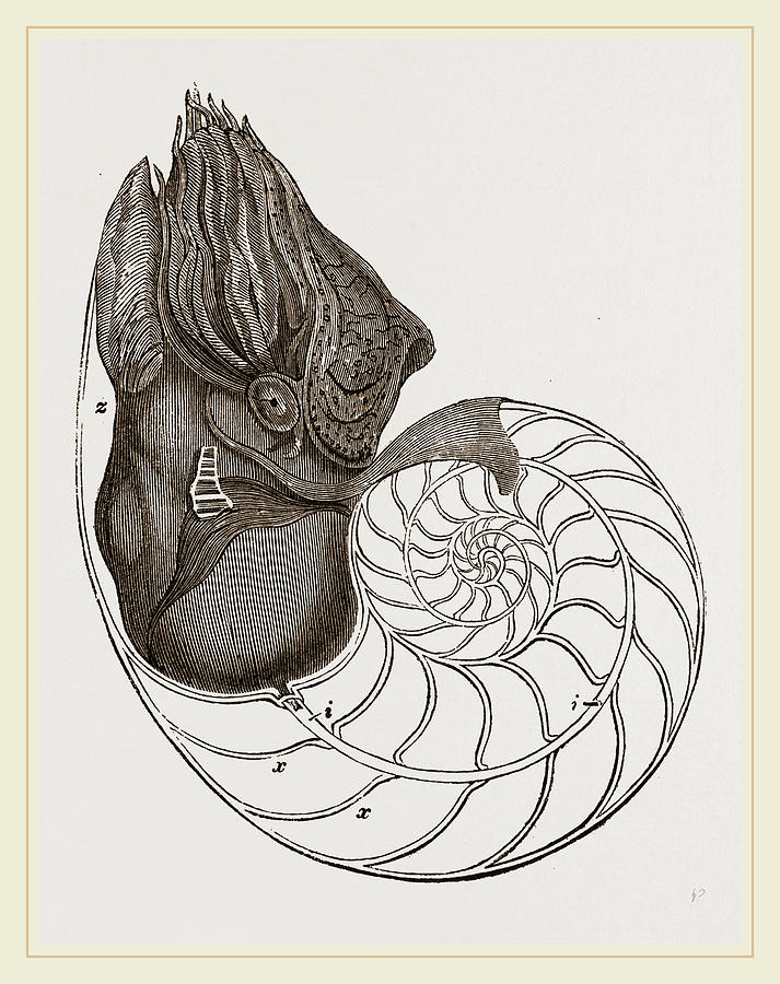 713x900 Pearly Nautilus Drawing By Litz Collection - Nautilus Sketch