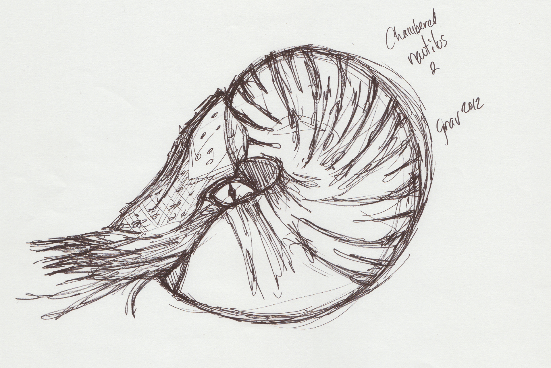 1918x1284 Nautilus The Dark Side Of Digital Art. - Nautilus Sketch