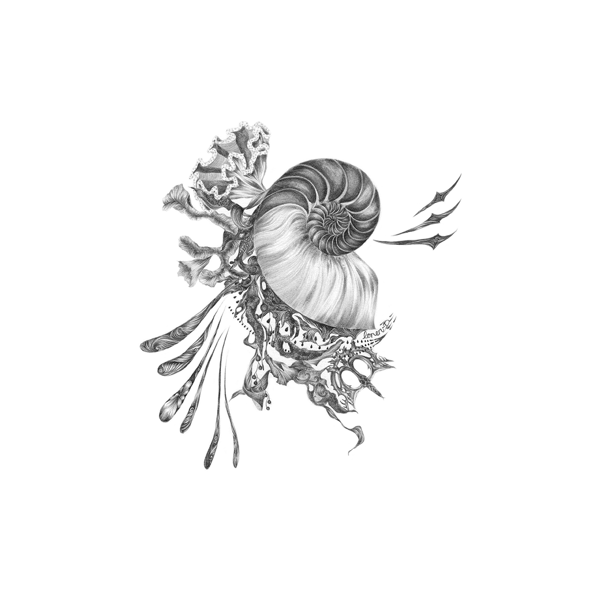 1200x1200 Concha Nautilus Limited Edition Loren Danielle Art - Nautilus Sketch