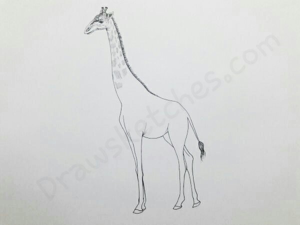 600x450 How To Draw A Giraffe In A Few Easy And Detailed Steps With Pictures - Neck Sketch