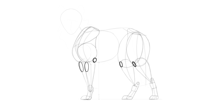 850x413 How To Draw A Wolf Step By Step - Neck Sketch