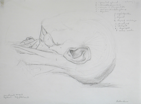 600x446 Drawing Basics The Neck - Neck Sketch