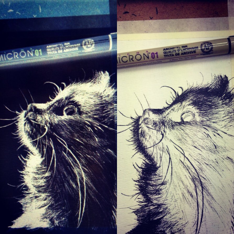 894x894 Negative Cat Sketch By Cliochuangtiger - Negative Sketch