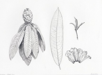 430x320 Heidi Willis - Nepal Sketch