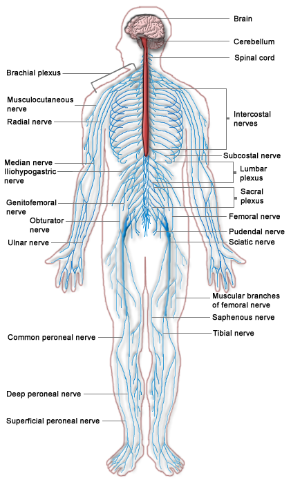 421x695 Filenervous System Diagram.png - Nervous System Sketch