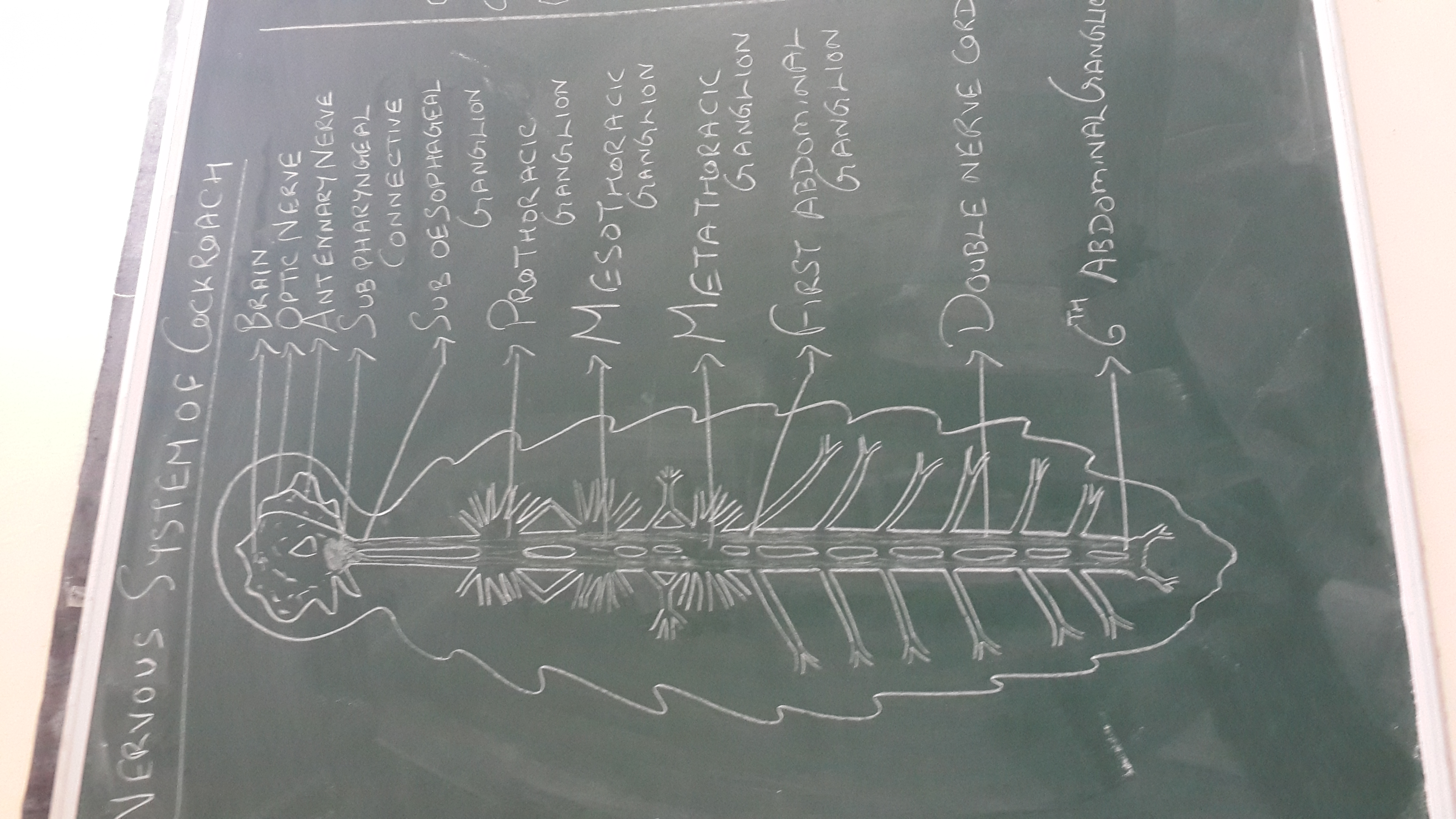 4128x2322 Filenervous System Of Cockroach Sketch.jpg - Nervous System Sketch