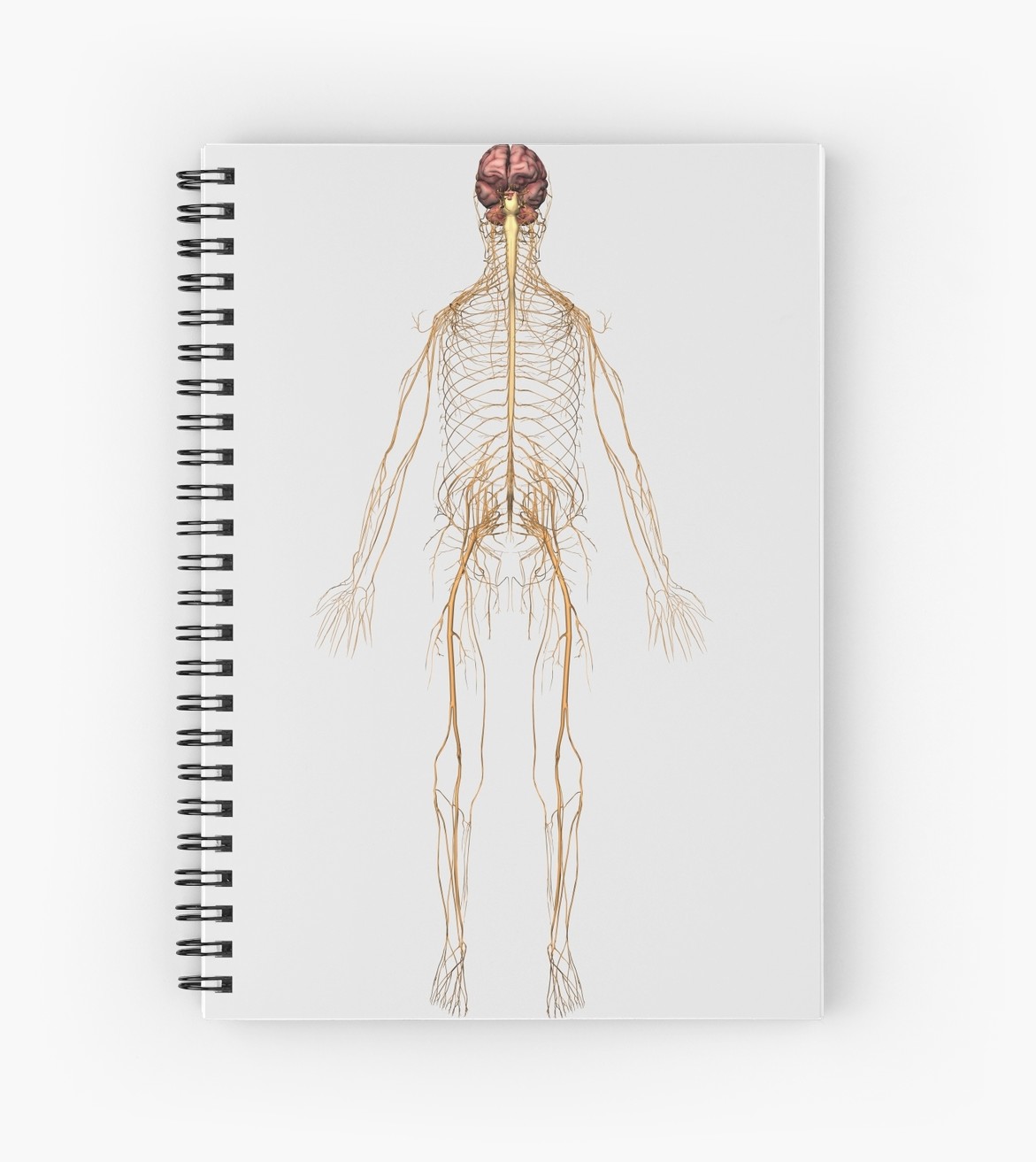 1171x1313 Medical Illustration Of Peripheral Nervous System With Brain - Nervous System Sketch