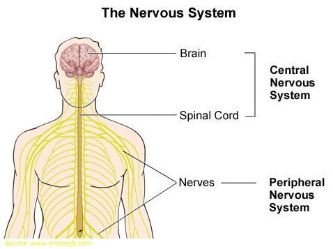 478x357 Nervous System Diagram Quiz - Nervous System Sketch