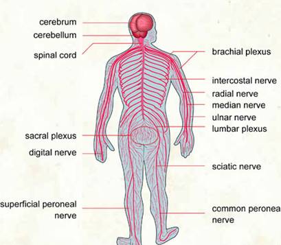 409x357 The Central Nervous System - Nervous System Sketch