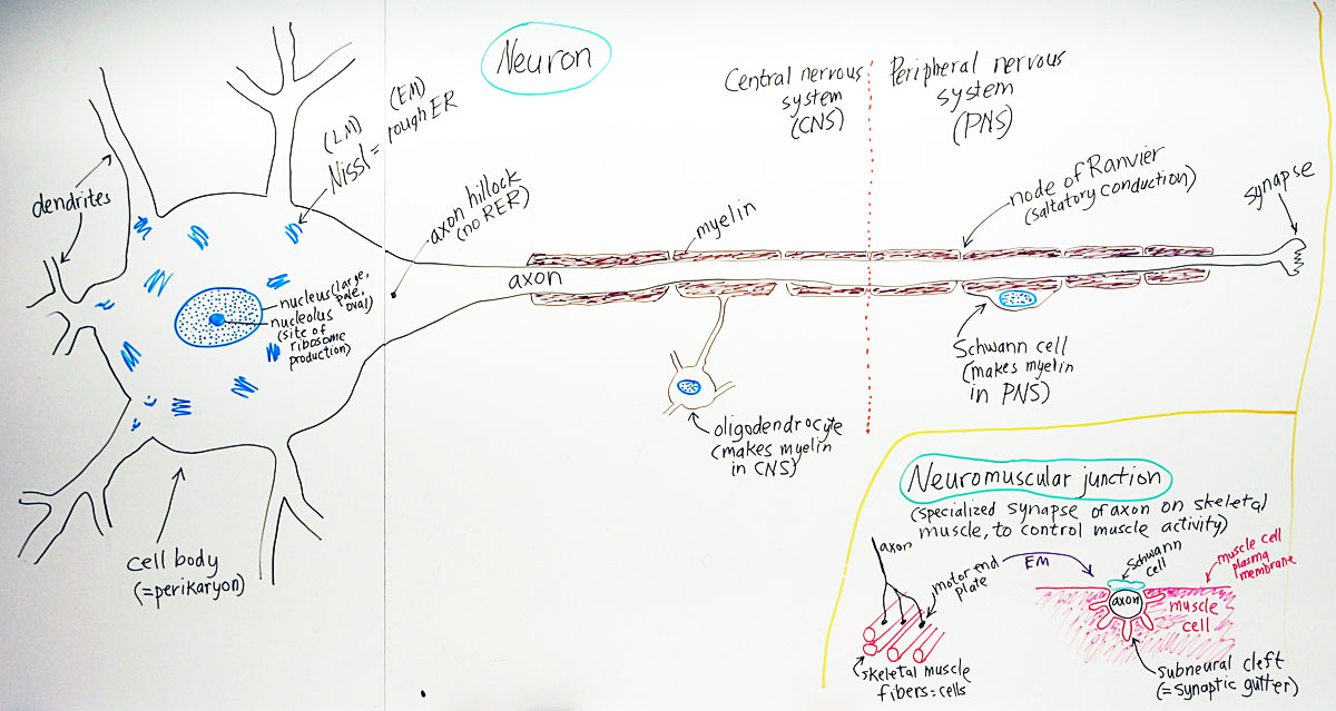 1200x639 Yoga Amp The Nervous System - Nervous System Sketch