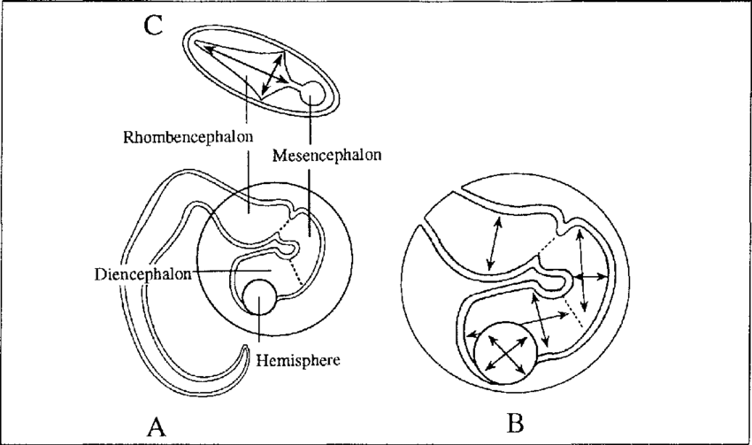 850x503 A Sketch Of The Embryonic Central Nervous System - Nervous System Sketch