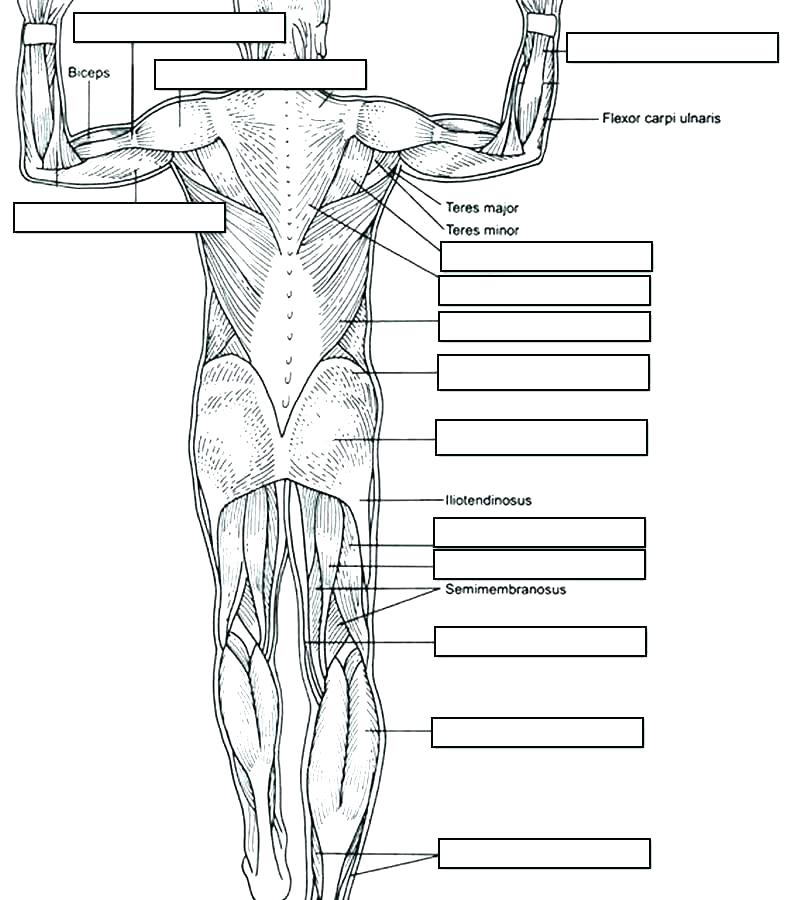 Nervous System Sketch at PaintingValley.com | Explore collection of ...