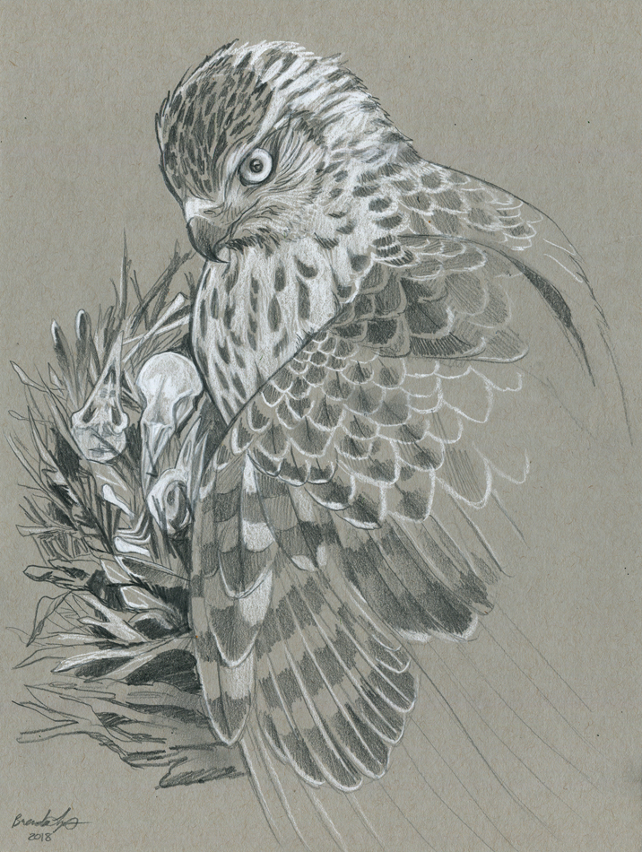 716x950 Nest - Nest Sketch