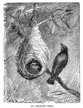 284x369 Sketch Like Drawing Of An Oriole Nest. Art And Nature Journals - Nest Sketch