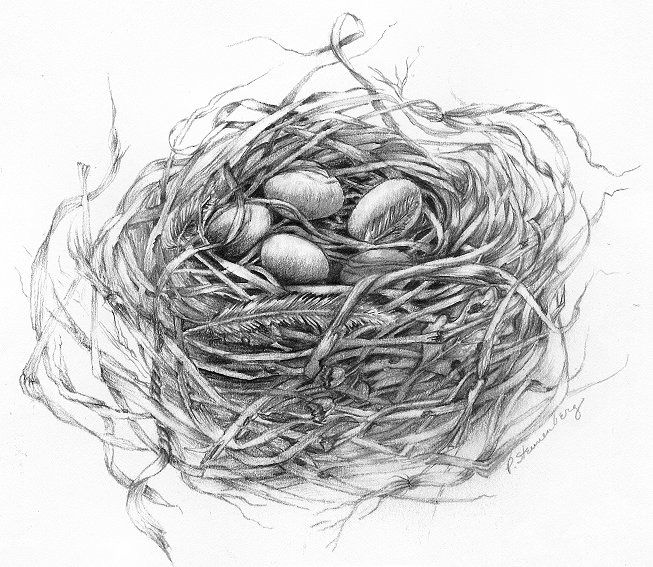 653x567 Art Bird Nest Sketch Ideas Country Cottage Bedroom - Nest Sketch