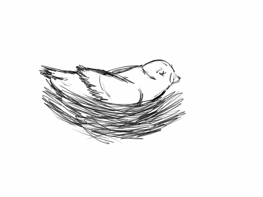 900x675 Bird Nest Sketch By Stephlyn2016 - Nest Sketch