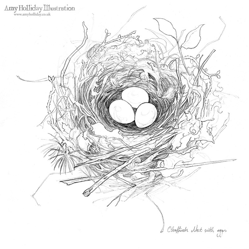 800x800 Chaffinch Nest Sketch Revisiting An Old Subject...i Love - Nest Sketch