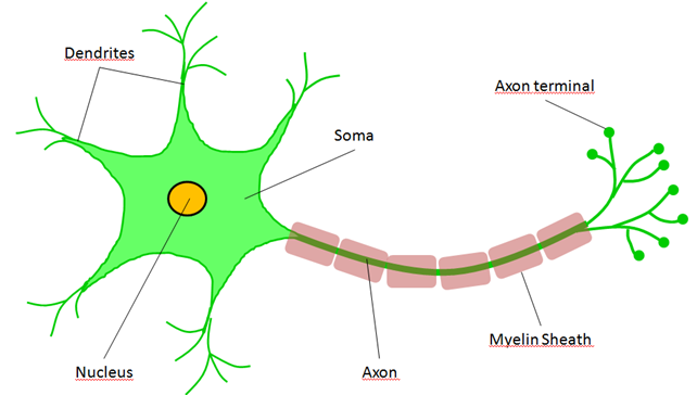642x364 Exploring The Brain - Neuron Sketch