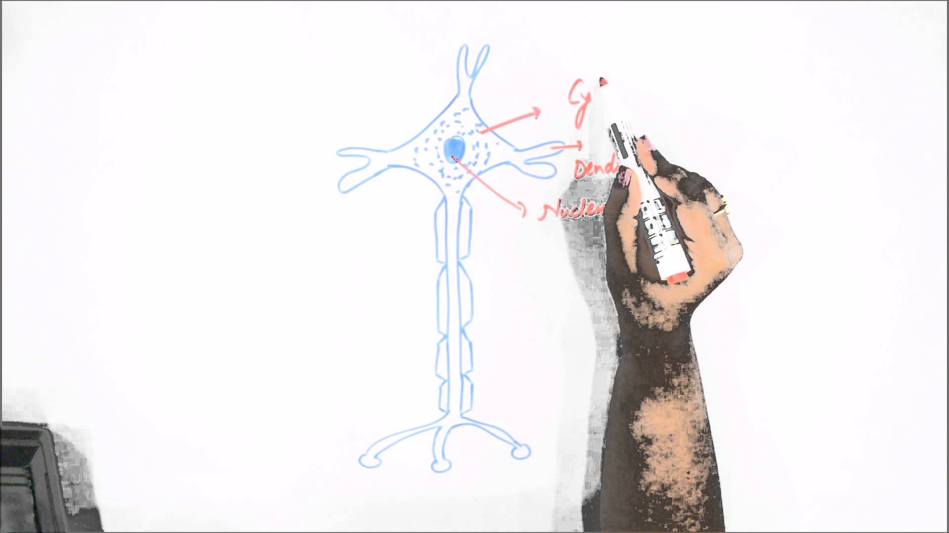 1920x1080 How To Draw Human Neuron Or Nerve Cell - Neuron Sketch