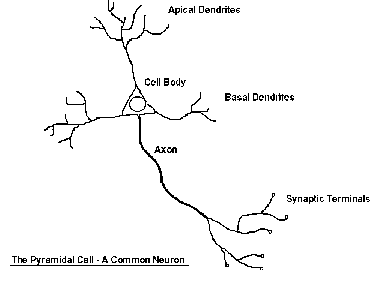 383x288 Human Nervous System, Consciousness And Precognition - Neuron Sketch