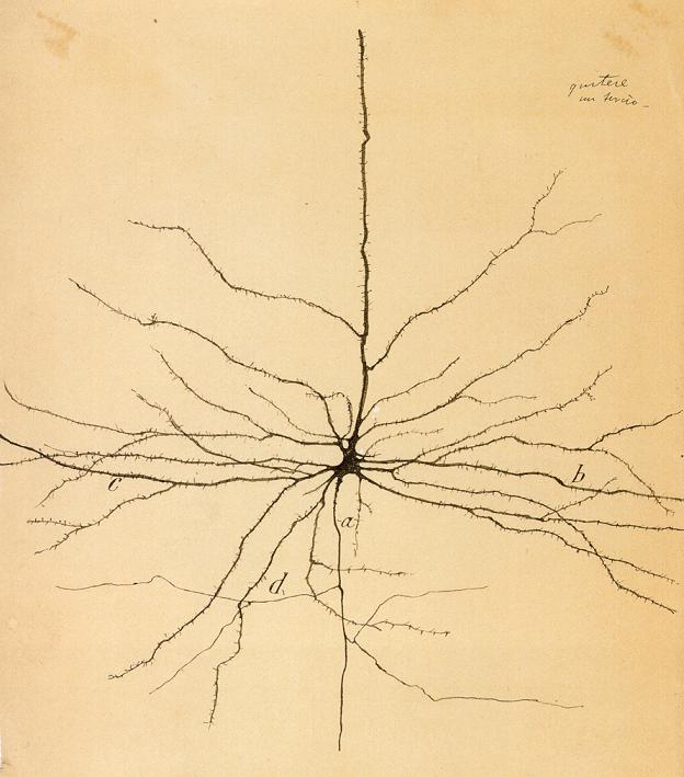624x709 Image - Neuron Sketch