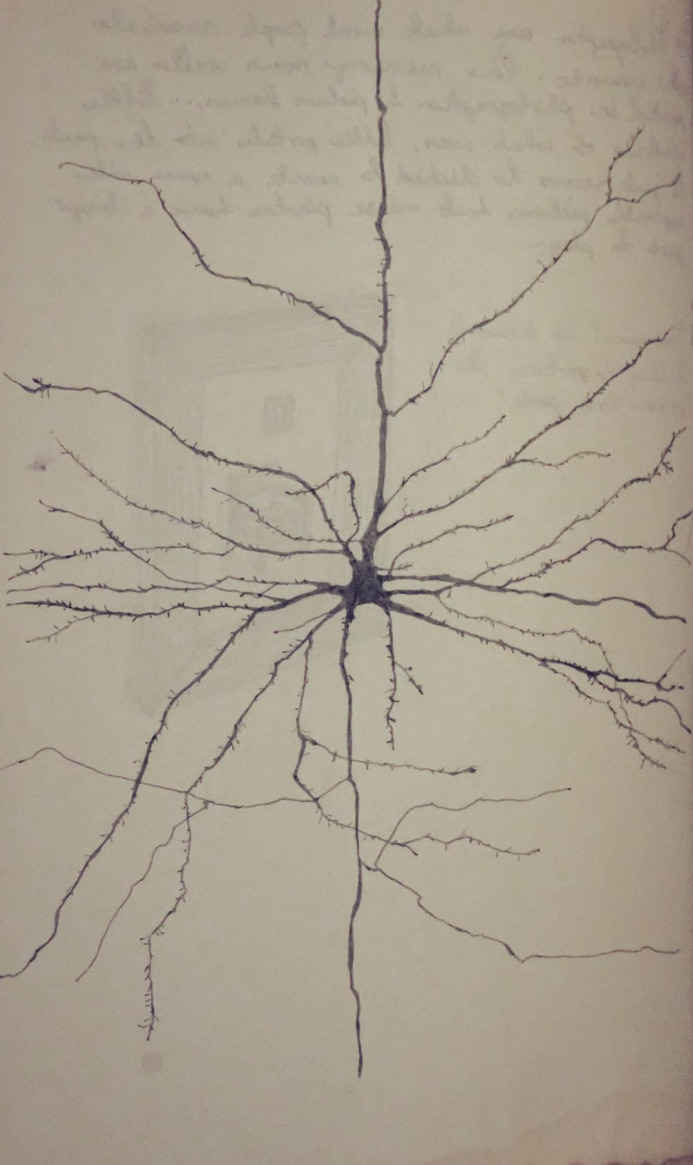 1000x1681 Luniere Neuron Narratives - Neuron Sketch